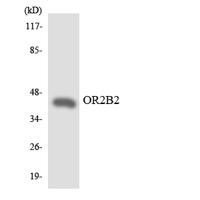 Olfactory receptor 2B2 Polyclonal Antibody