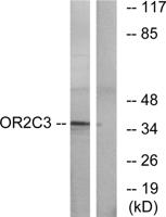 Olfactory receptor 2C3 Polyclonal Antibody