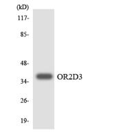 Olfactory receptor 2D3 Polyclonal Antibody