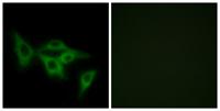 Olfactory receptor 2I1 Polyclonal Antibody