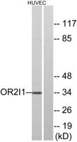 Olfactory receptor 2I1 Polyclonal Antibody