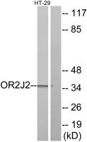 Olfactory receptor 2J2 Polyclonal Antibody