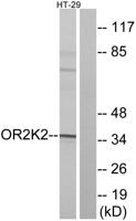 Olfactory receptor 2K2 Polyclonal Antibody