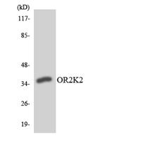 Olfactory receptor 2K2 Polyclonal Antibody