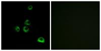 Olfactory receptor 2M7 Polyclonal Antibody