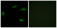 Olfactory receptor 2T11 Polyclonal Antibody