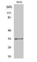 Olfactory receptor 2T2/35 Polyclonal Antibody