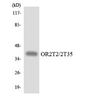 Olfactory receptor 2T2/35 Polyclonal Antibody