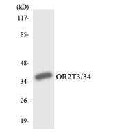 Olfactory receptor 2T3/34 Polyclonal Antibody