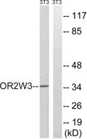 Olfactory receptor 2W3 Polyclonal Antibody