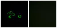 Olfactory receptor 2Z1 Polyclonal Antibody