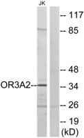 Olfactory receptor 3A2 Polyclonal Antibody