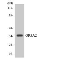 Olfactory receptor 3A2 Polyclonal Antibody