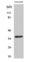 Olfactory receptor 4A15 Polyclonal Antibody