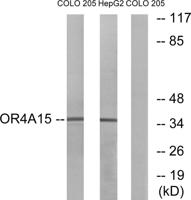 Olfactory receptor 4A15 Polyclonal Antibody