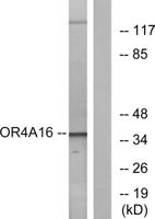 Olfactory receptor 4A16 Polyclonal Antibody