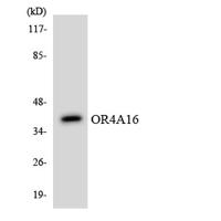 Olfactory receptor 4A16 Polyclonal Antibody