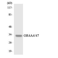 Olfactory receptor 4A4/47 Polyclonal Antibody