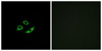 Olfactory receptor 4C12 Polyclonal Antibody