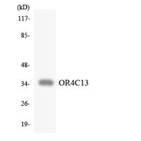 Olfactory receptor 4C13 Polyclonal Antibody