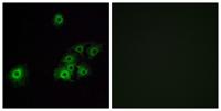 Olfactory receptor 4C15 Polyclonal Antibody