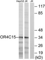 Olfactory receptor 4C15 Polyclonal Antibody