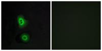 Olfactory receptor 4C16 Polyclonal Antibody