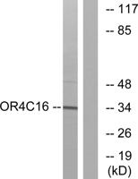 Olfactory receptor 4C16 Polyclonal Antibody