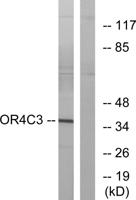 Olfactory receptor 4C3 Polyclonal Antibody