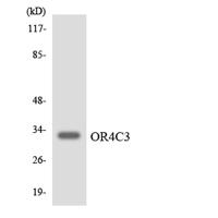 Olfactory receptor 4C3 Polyclonal Antibody