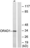 Olfactory receptor 4D1 Polyclonal Antibody