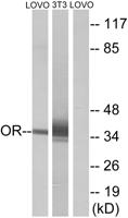 Olfactory receptor 4D6 Polyclonal Antibody