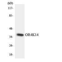 Olfactory receptor 4K14 Polyclonal Antibody