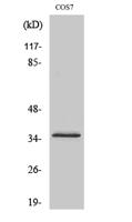 Olfactory receptor 4K14 Polyclonal Antibody