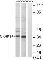 Olfactory receptor 4K14 Polyclonal Antibody