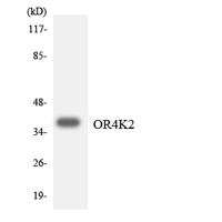 Olfactory receptor 4K2 Polyclonal Antibody