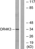 Olfactory receptor 4K3 Polyclonal Antibody