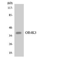 Olfactory receptor 4K3 Polyclonal Antibody