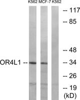 Olfactory receptor 4L1 Polyclonal Antibody