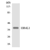 Olfactory receptor 4L1 Polyclonal Antibody