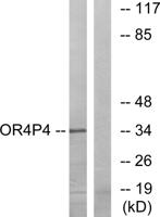 Olfactory receptor 4P4 Polyclonal Antibody