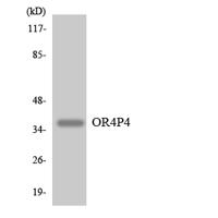 Olfactory receptor 4P4 Polyclonal Antibody