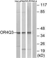 Olfactory receptor 4Q3 Polyclonal Antibody