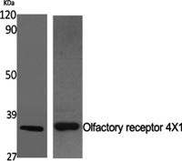 Olfactory receptor 4X1 Polyclonal Antibody