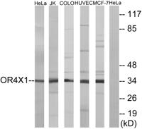 Olfactory receptor 4X1 Polyclonal Antibody