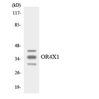 Olfactory receptor 4X1 Polyclonal Antibody