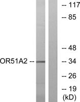 Olfactory receptor 51A2 Polyclonal Antibody