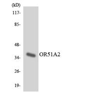 Olfactory receptor 51A2 Polyclonal Antibody