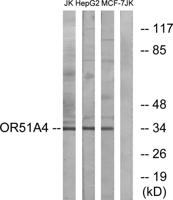 Olfactory receptor 51A4 Polyclonal Antibody