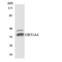 Olfactory receptor 51A4 Polyclonal Antibody